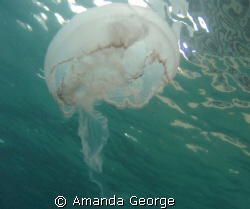 A beautiful Jelly gliding along. Pic taken today while di... by Amanda George 